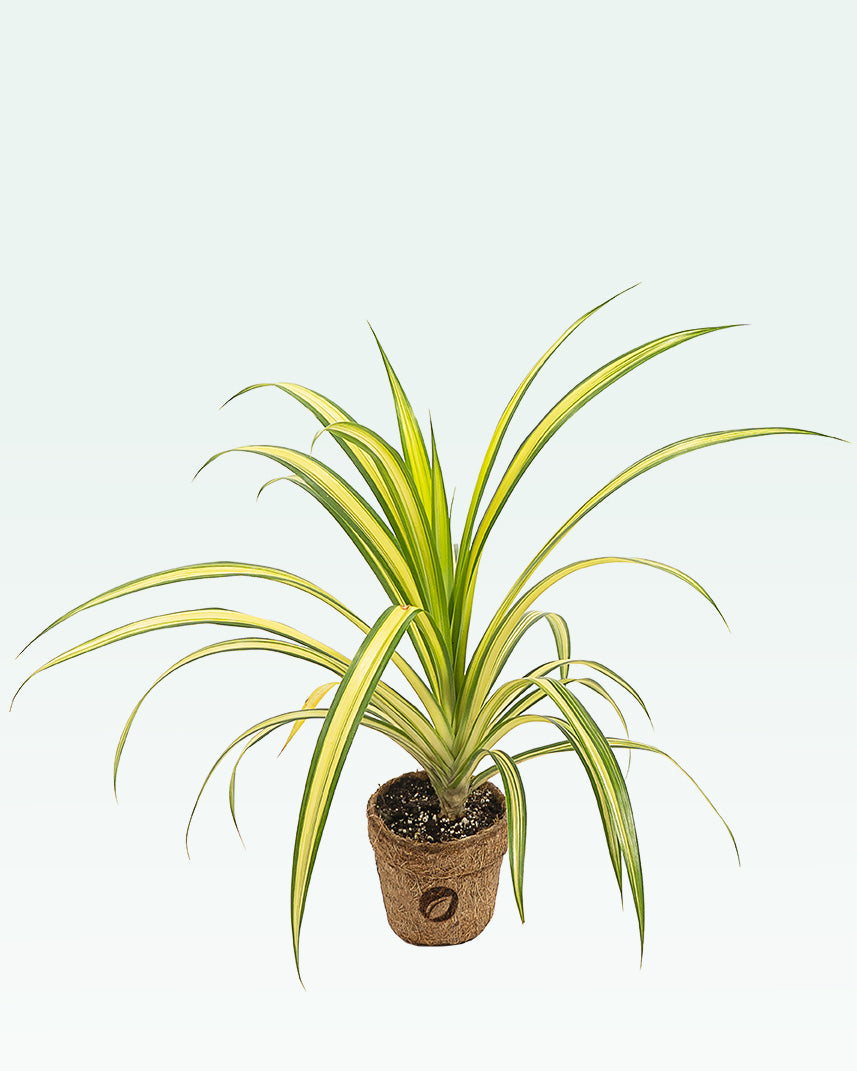 pandan plant care indoor Pandanus Variegated