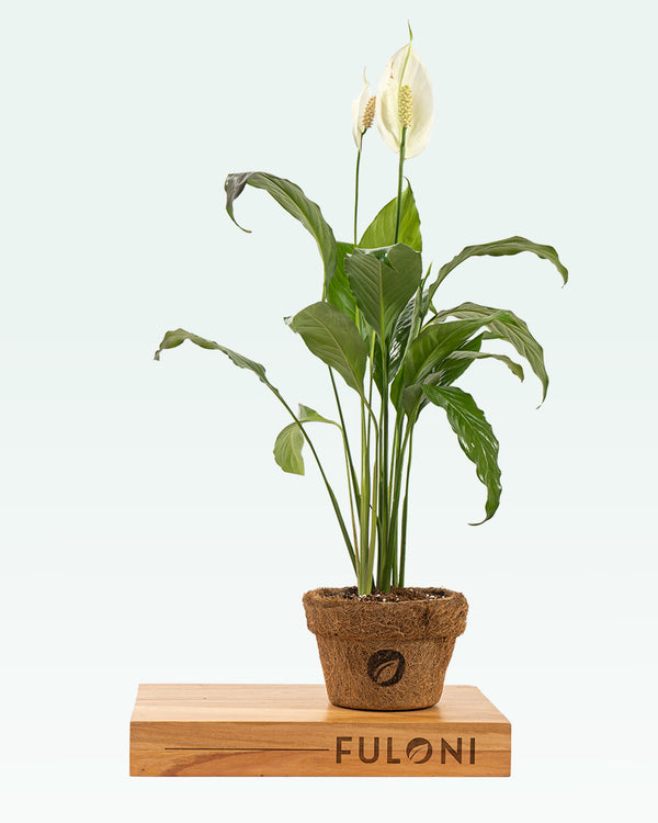 Peace Lily Plant