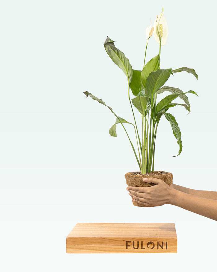 Peace Lily Plant