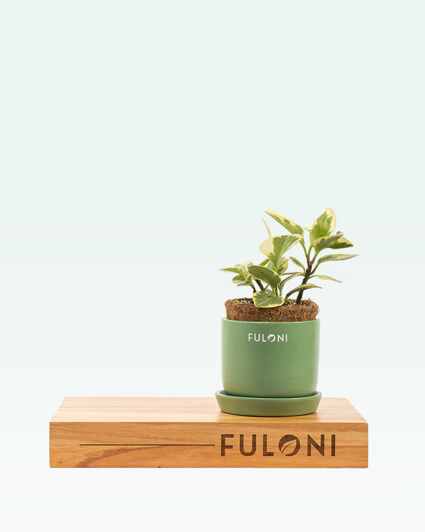 Peperomia Variegated