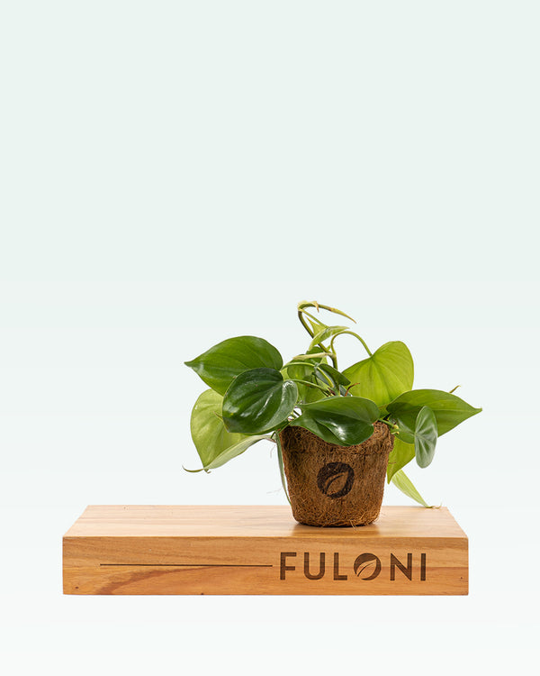 Philodendron Oxycardium Green