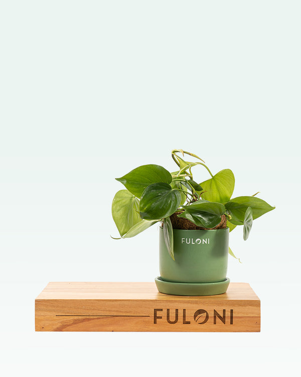 Philodendron Oxycardium Green