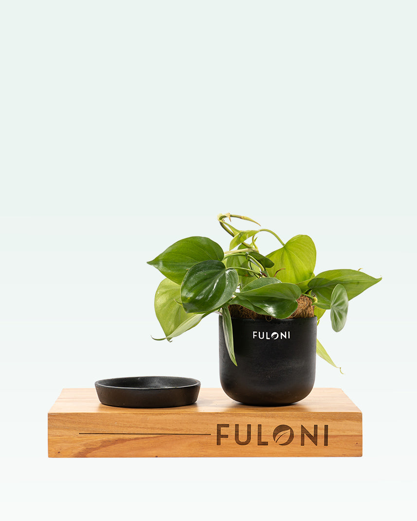 philodendron oxycardium care Philodendron Oxycardium Green
