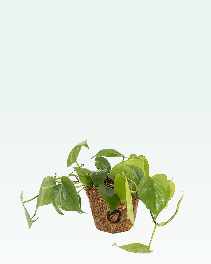 oxycardium philodendron Philodendron Oxycardium Green