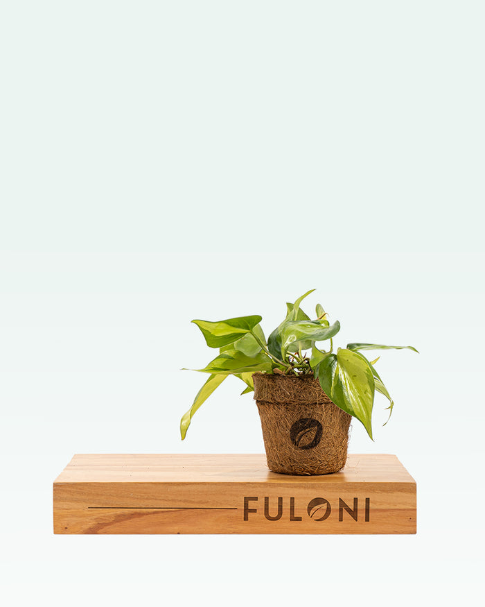Philodendron Brasil