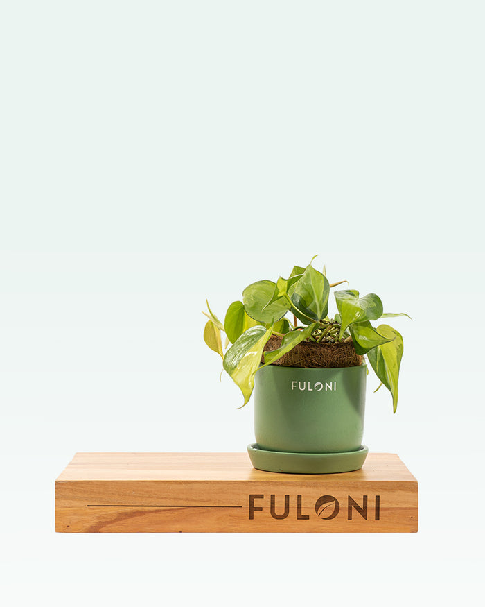 Philodendron Brasil