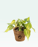 Load image into Gallery viewer, Philodendron Brasil