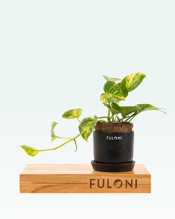 Variegated Money Plant