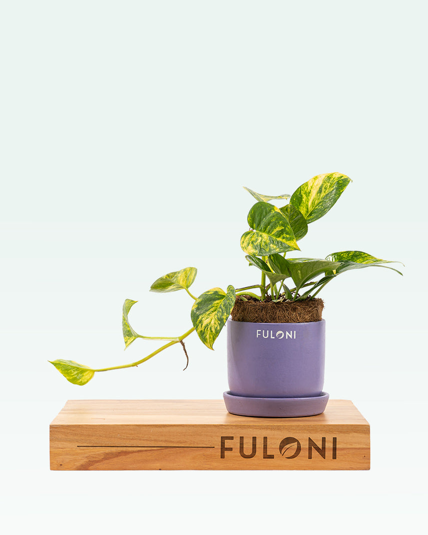 money plant consultancy Variegated Money Plant