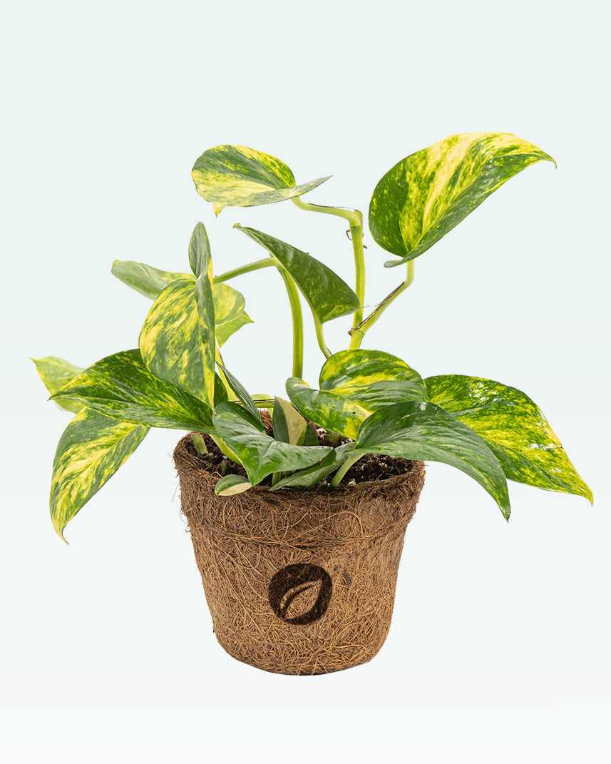 money plant colors Variegated Money Plant
