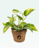 Load image into Gallery viewer, Variegated Money Plant