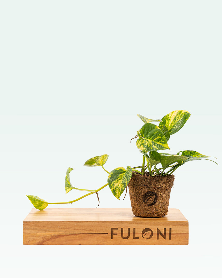 welcome money plant Variegated Money Plant