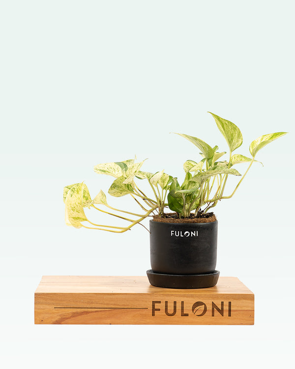 Marble Queen Money Plant