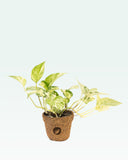 Load image into Gallery viewer, Marble Queen Money Plant