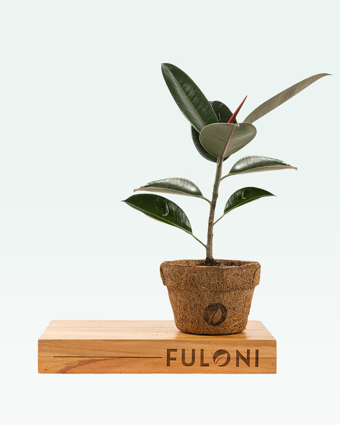 Rubber Plant