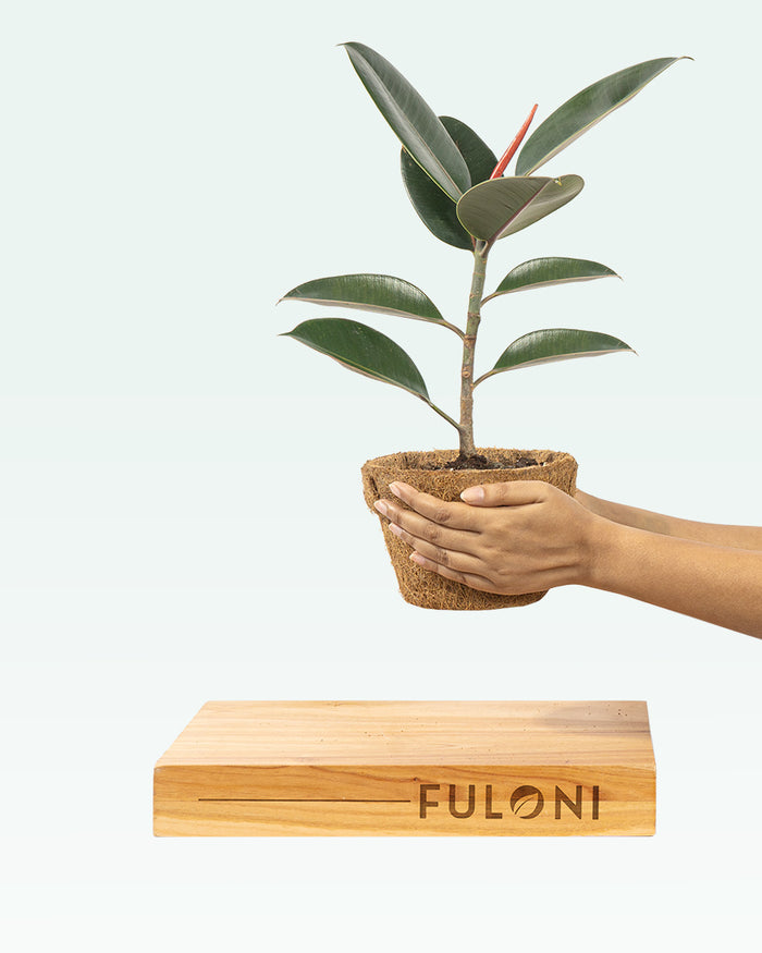 Rubber Plant