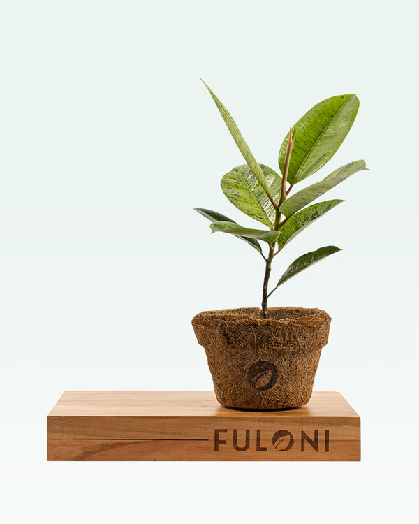 Ficus Elastica Shivereana