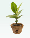 Load image into Gallery viewer, Ficus Elastica Shivereana