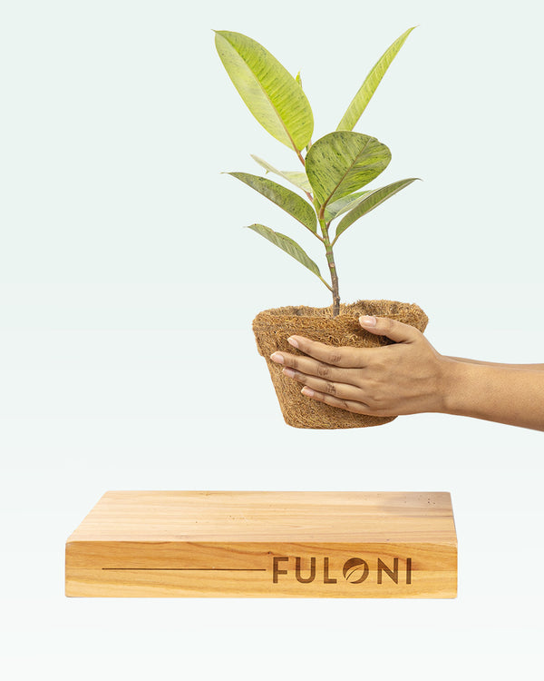 Ficus Elastica Shivereana