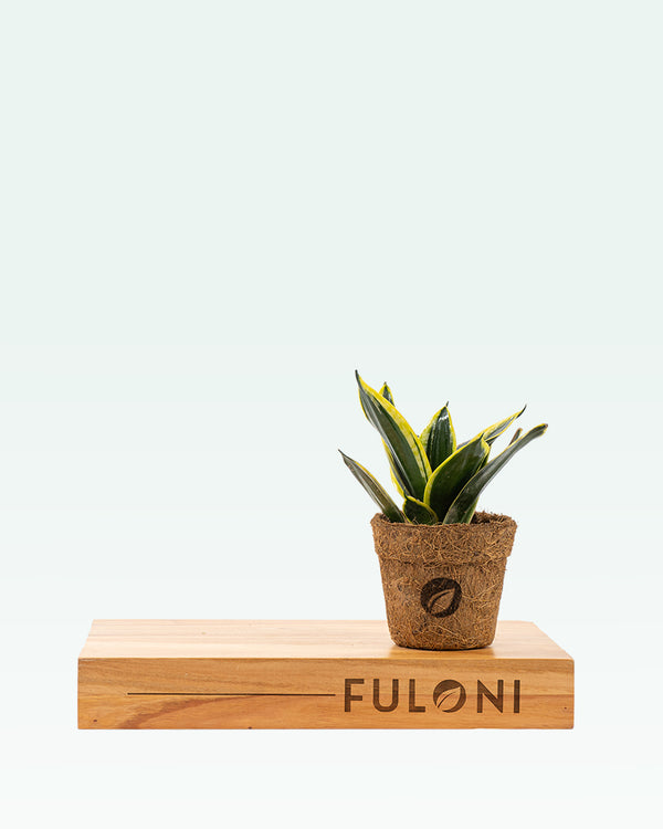 Sansevieria Golden Hahnii