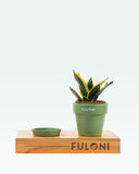 Load image into Gallery viewer, Sansevieria Golden Hahnii