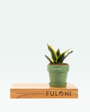 Load image into Gallery viewer, Sansevieria Golden Hahnii