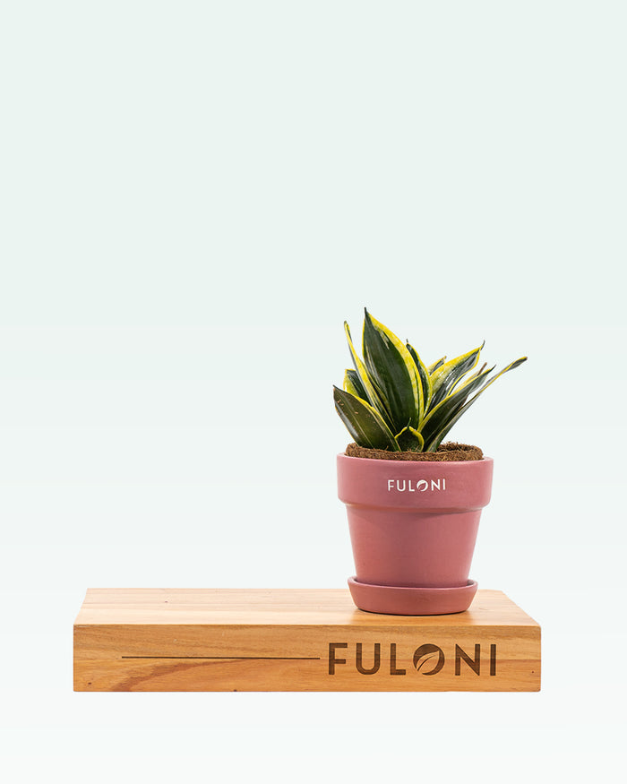 Sansevieria Golden Hahnii
