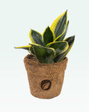 Load image into Gallery viewer, Sansevieria Golden Hahnii