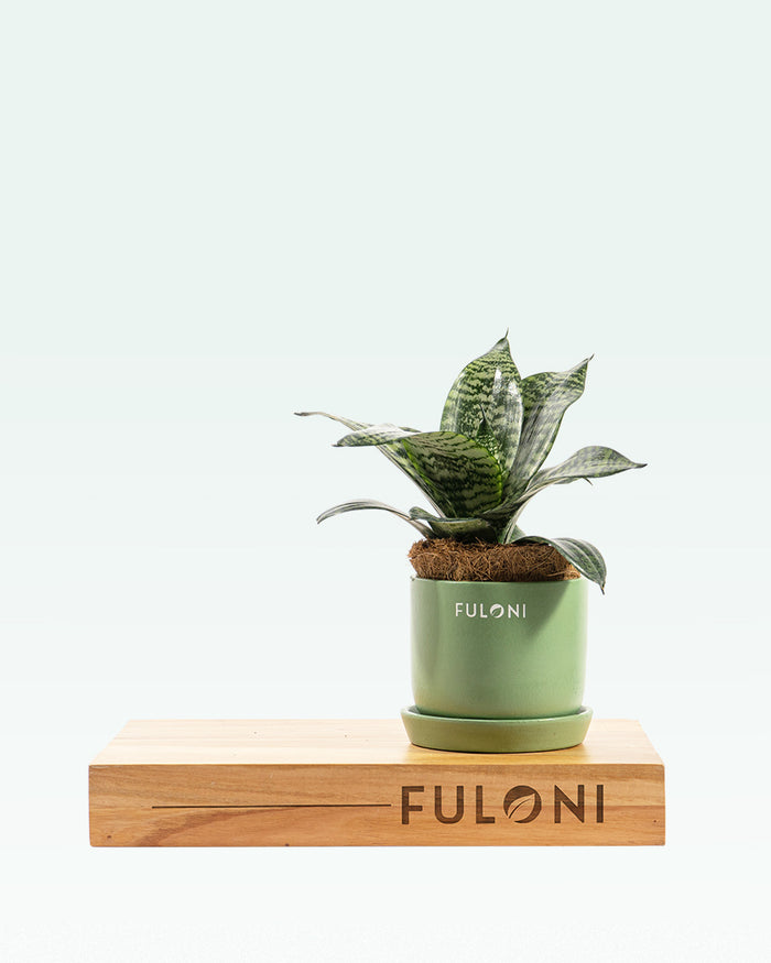 Sansevieria Hahnii