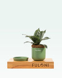 Load image into Gallery viewer, Sansevieria Hahnii