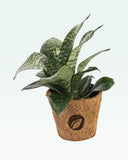 Load image into Gallery viewer, Sansevieria Hahnii