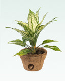 Load image into Gallery viewer, Aglaonema Snow White