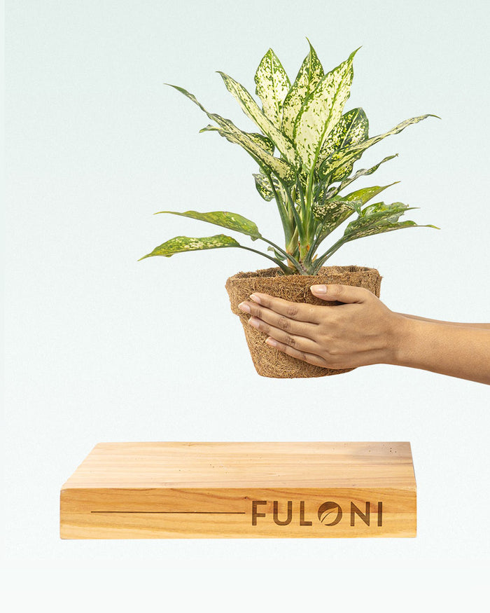 Aglaonema Snow White