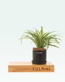 Load image into Gallery viewer, Chlorophytum Spider Plant