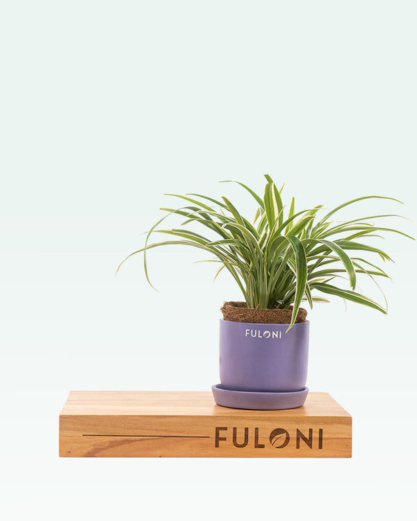 Chlorophytum Spider Plant