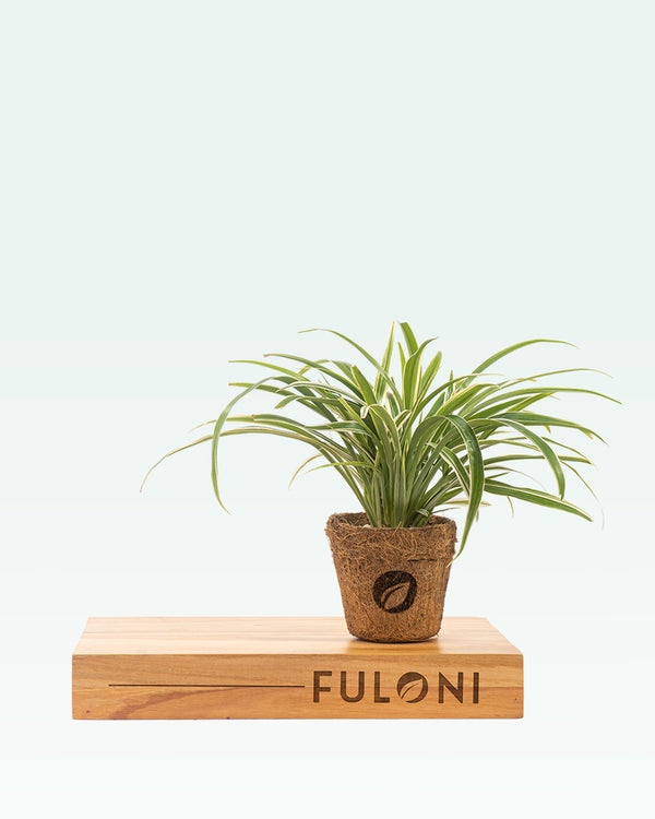 Chlorophytum Spider Plant