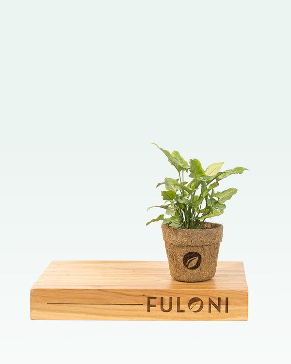 Syngonium Pink Veins