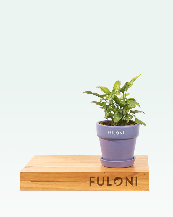 Syngonium Pink Veins