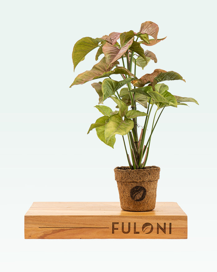 Syngonium Pink
