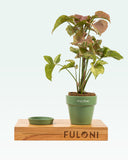 Load image into Gallery viewer, Syngonium Pink