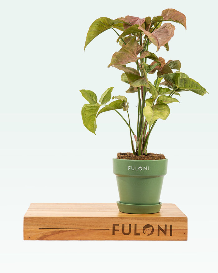 Syngonium Pink