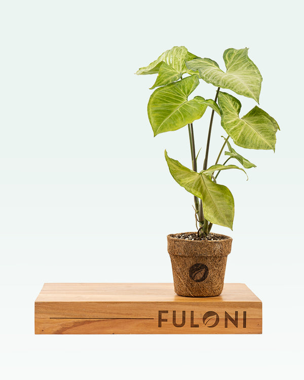 Syngonium Variegated