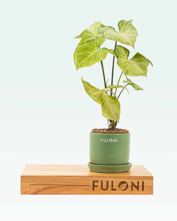 Syngonium Variegated