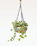 Load image into Gallery viewer, Pogon Sabaigrass Hanging Planter