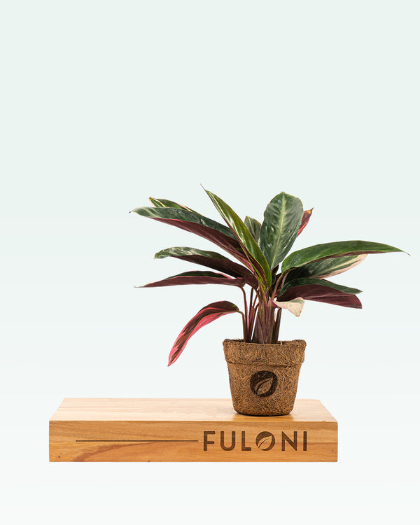 Calathea Triostar Stromanthe