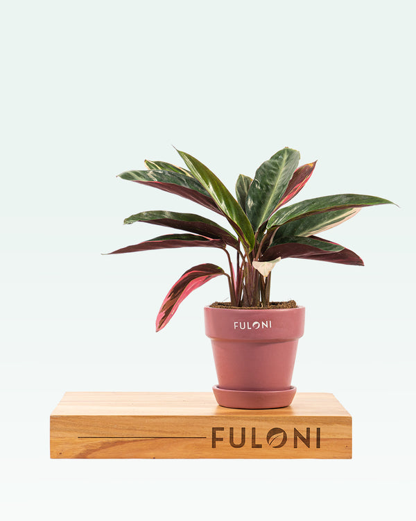 Calathea Triostar Stromanthe