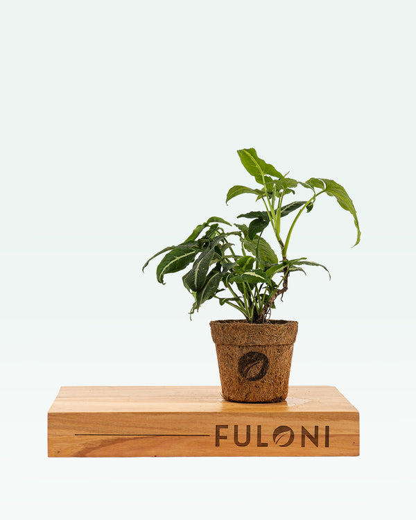 Syngonium Wendlandii