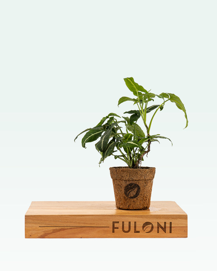 Syngonium Wendlandii