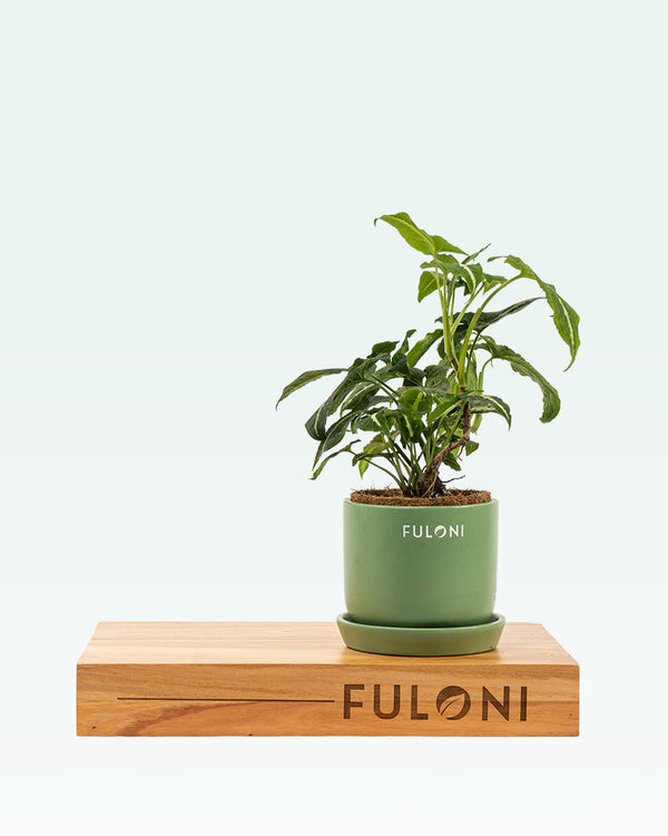 Syngonium Wendlandii