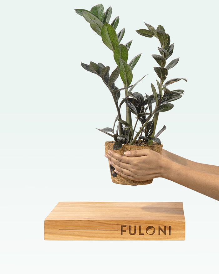 Black ZZ Plant